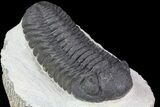 Morocops Trilobite - Visible Eye Facets #76964-2